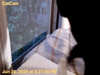 latest from the catcam