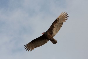 800px-Cathartes_aura_-Florida_-USA_-flying-8