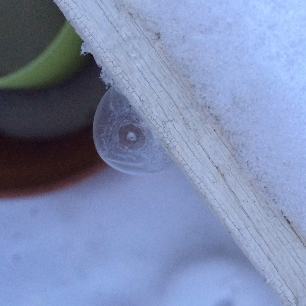 frozen bubbles