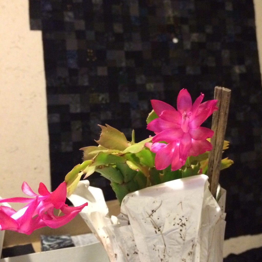 touch christmas cactus