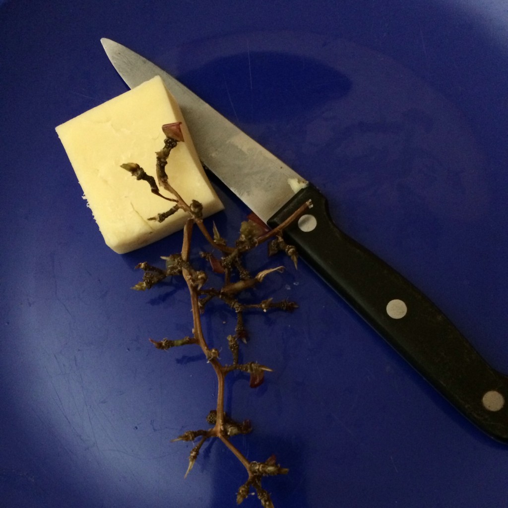 still life with knife and grape bones