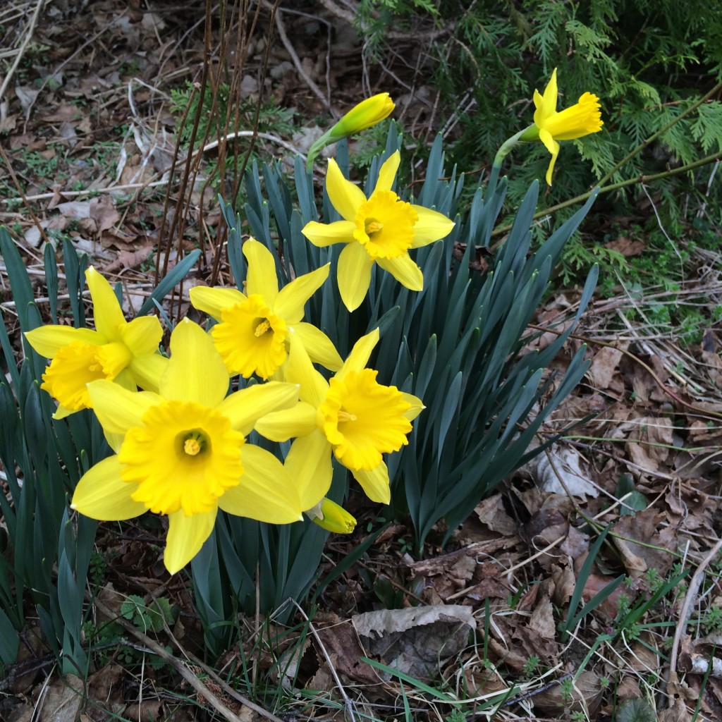 daffodils_2014