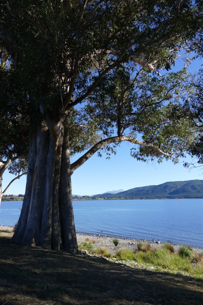 Eucalyptus tree at Lake Te Anau