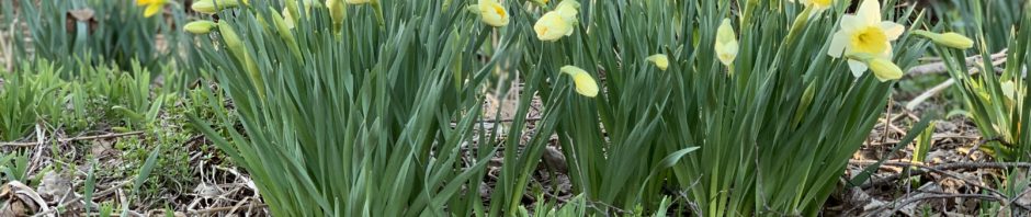 Daffodils 2019