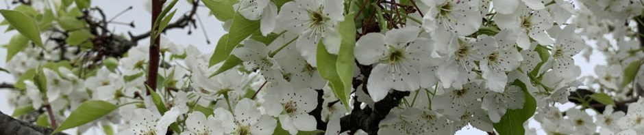 heavily flowering tree