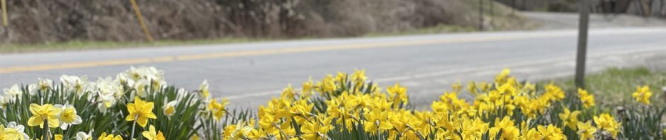 arty daffodils