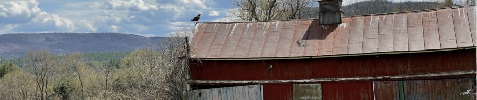 landscape with vulture