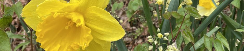 daffodils and rubrum