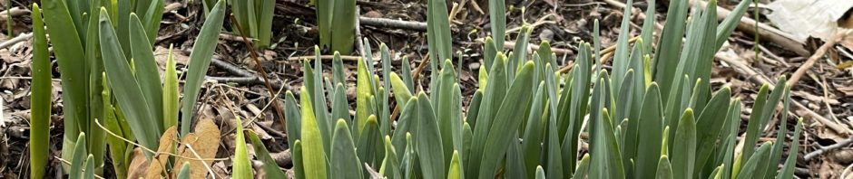 April 1 Daffodils