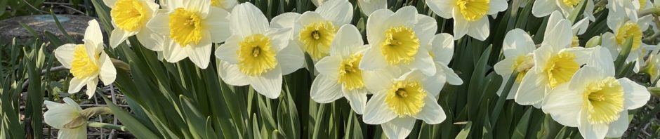 daffodils in full bloom