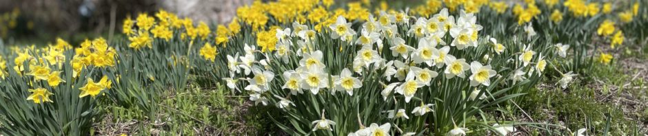 lots of daffodils
