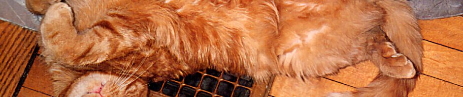 Bill The Cat in 1990 curled up on one of the main heating grates and displaying his red tiger floof and his many many many toesies. His head is at left and looking at you upside down. There is white molding behind him and the narrow floor boards are also red-orange.