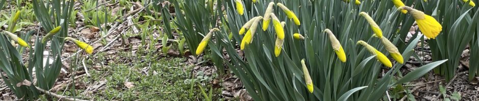 View of the daffodils just starting to pop open. Many many are still tight yellow cylinder buds