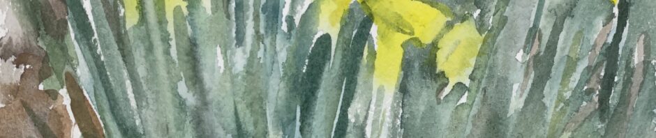 watercolor painting, square format, daffodils amongst a lot of grey-blue green leaves. The flowers, turned away from the viewer, form a yellow line in the upper third of the square.