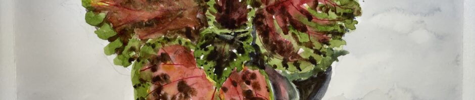 watercolor painting of a baby coleus plant. large heart-shaped leaves with scalloped green edges. centers are chocolate brown and a weird pink-rusty red. Looks down at an angle so you can see a small black pot at the bottom.