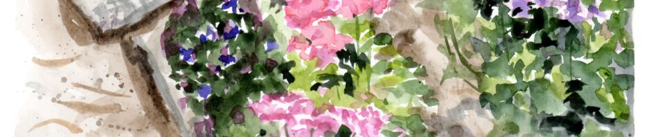 watercolor painting on hot press paper. Showing a trio of flower six-packs (black), two with pink and white flowers and brighter green leaves. The pack to the left has darker green leaves and small flecks of purple flowers. They sit on an area of pale flat stones with some dirt and shadows. To the right are two plants with lighter purple flowers and green leaves.