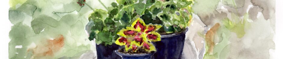 Watercolor painting, group of three small potted plants, L to R: dark red geranium with just a floweret out, bright green and red coleus and a salmon pink geranium. They sit on a gray plate in their black pots. Mottled pale green and brown background.
