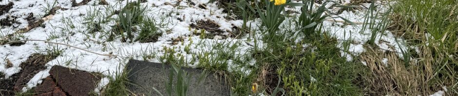 View of my front garden and its daffodils after a night of ice and snow and high winds, April 4 2024