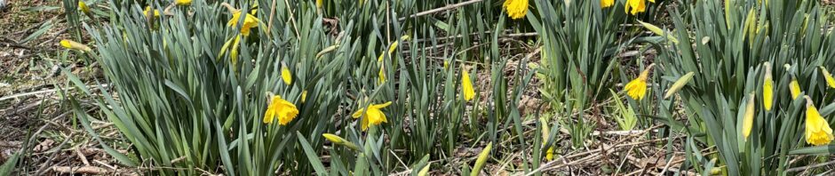 A garden of yellow daffodils with a small patch of Virginia bluebells in lower left corner, against ground that is otherwise covered with brown foliage.