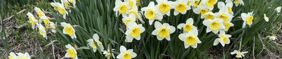 photo: garden full of daffodils, with lighter almost white ones in front or brighter yellow ones.
