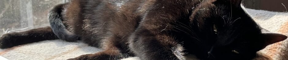 Black kitten, reposing in the sun, head to the right, right leg over the edge, fur glowing reddish orange.
