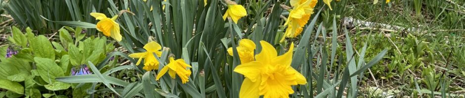 Daffodils, in a point-down triangle formation filling most of the screen with a bluebell plant at left.