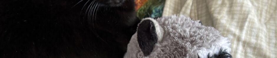 Black cat on a variety of quilts and bedding holding onto a racoon plush toy.