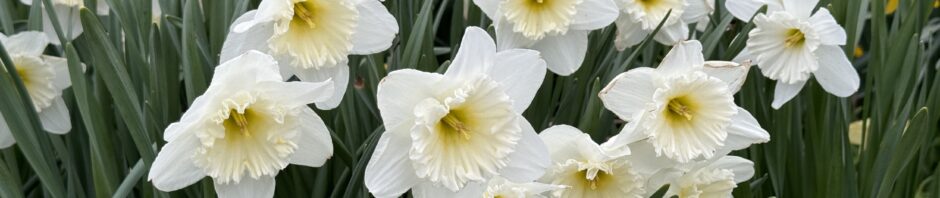Photo of white daffodils with some yellow ones in background.