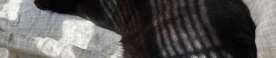 Photo: black cat asleep on light green plain flannel sheet, head pointing to the left. Light falls across its body top to bottom of the photo, narrow lines of light through a nearby window shade.