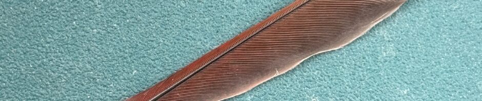 photo, square format: pinkish-red long wing feather from a female cardinal against a pebbly green background.