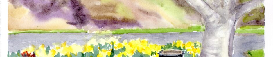 Watercolor painting landscape format: birch tree at right overlooks garden of yellow daffodils and grass in foreground. Across a narrow strip of road, a background of browns and slight greens.