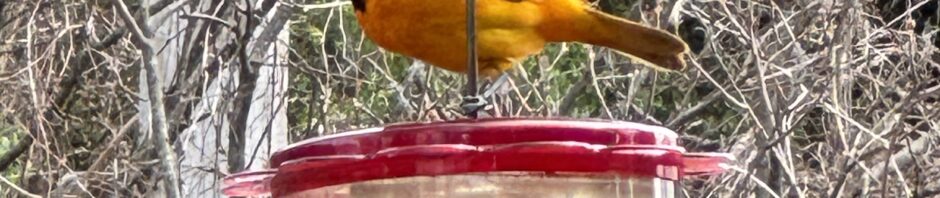 Photo: bright orange bird with black head clings to a slender metal rod hanging from a loop. Below the bird is a plastic hummingbird feeder, a flat disk with upper half bright red and the bottom half clear. In background, shrubbery without leaves.