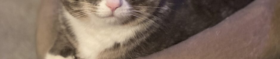 Photo: Harry, gray tabby tuxedo cat with pink nose, resting on cat bed with right paw gracefully draped over bed, showing white mitten.