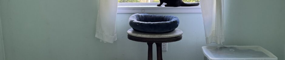 Square format photo of black cat sitting on window sill looking out. Meanwhile the floor has an array of cat toys and there's an antique table holding a blue cat bed in front of the window.