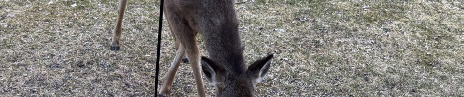 Photo: white-tail deer scarfs up seeds under a birdfeeder