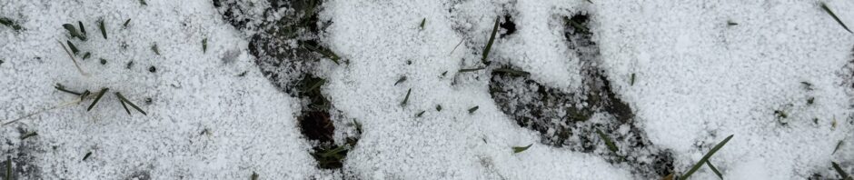 Photo: mystery prints in the snow near the bird feeders, with a black resist button for scale. The button is about 1.25" wide, black with bright yellow letters spelling out RESIST. The tracks are about 3" long and appear to have two toes joined and one separate facing forward and one toe facing back.