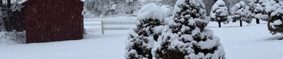 Photo: late spring snow fall covers the yard, the conical shrubs and the red barn and outbuildings. The hills recede in the snowfall.