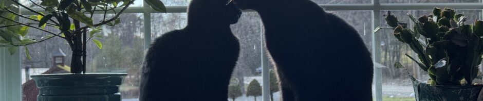 Photo: Seen from inside, Two black cats sit silhouetted in paned window. One is licking the other. To the left is a gardenia bush. Outside is seen some hills and distant trees with blue sky above.