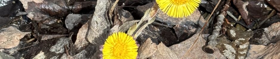 Two small yellow flowers shine above the ditch of snow runoff by the road. These are Coltsfoot, a perennial considered a common, naturalized plant