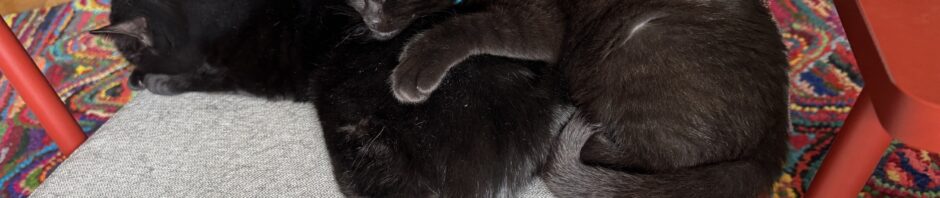 Photo: two black cats, large to the left, tiny to the right, sleep together on a chair. Behind them hangs a blanket with stars and moons. This is amazing after just a week. Frankie at left is being used as a pillow by the new little guy.