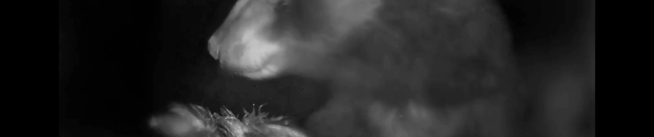 Birdfeeder cam photo: Black bear looks left while resting a massive paw on the edge of a bird feeder.