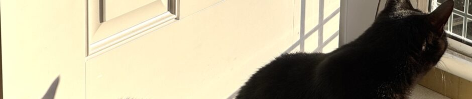 A black cat sits by an open door, looking out a glass storm door. To left, the cat's shadow shows up on the white door.