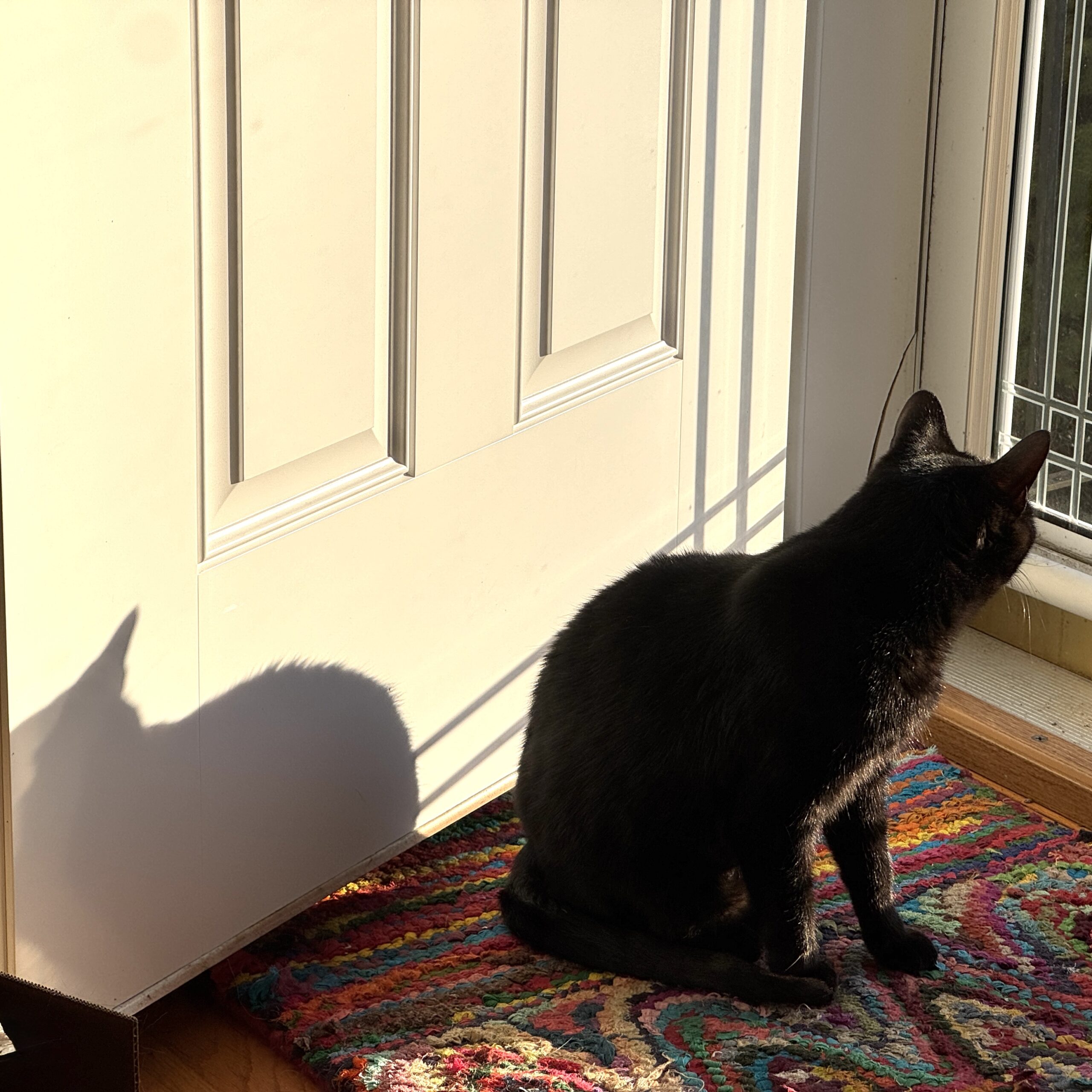 A black cat sits by an open door, looking out a glass storm door. To left, the cat's shadow shows up on the white door.