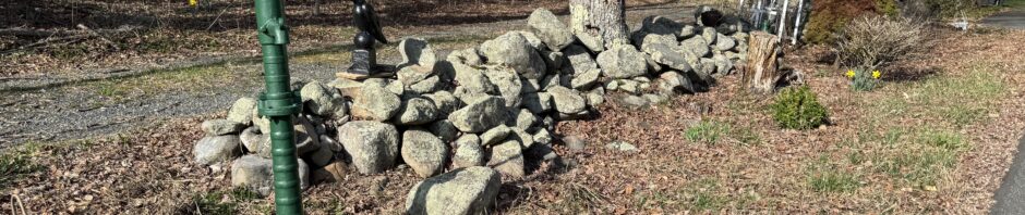 photo of a stone wall with brown leaf covered area in front and woods behind. A few daffodils bloom, one by a green metal water pump planted in the garden