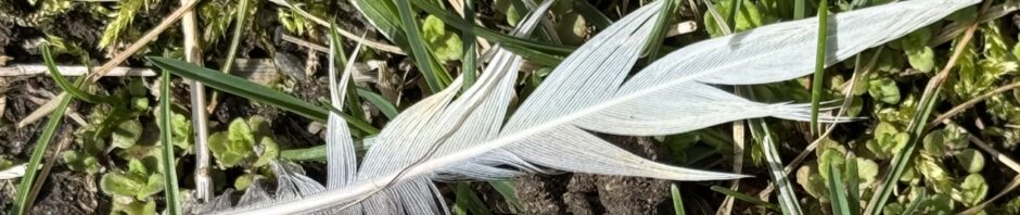 a disheveled white feather on the grass