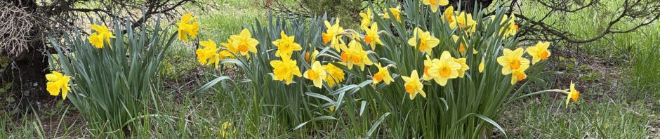 A small host of golden daffodils doing their thing under a couple evergreens