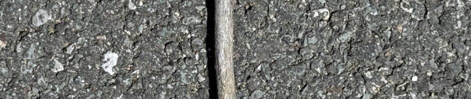 a forked stick, looking like the letter Y, lays on pavement.
