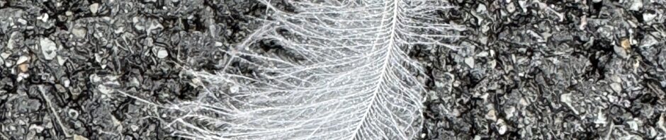 A white downy feather on a background of macadam